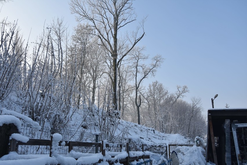 Drzewa na skarpie przy tężni w Rybniku mają iść pod topór. Miasto nie chce ich ściąć