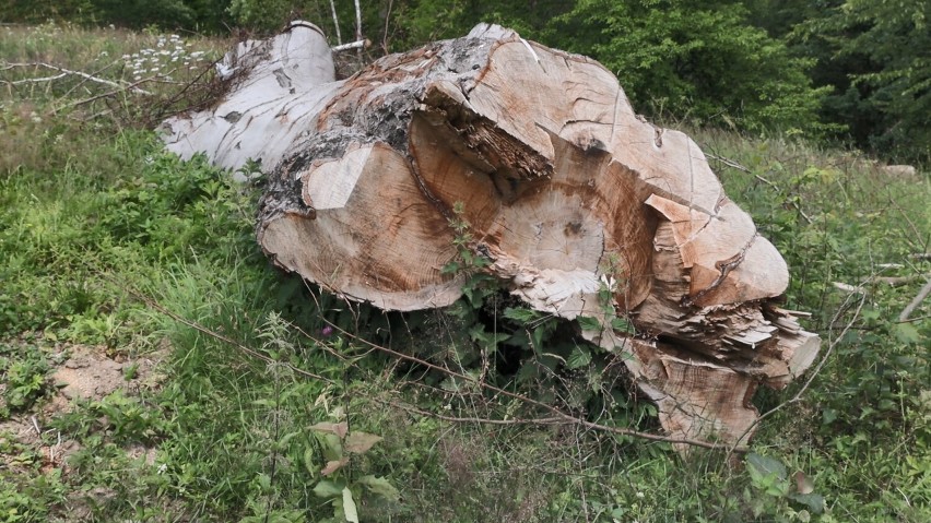 Barbarzyńska wycinka 200-letniego buka w Jagodzinach