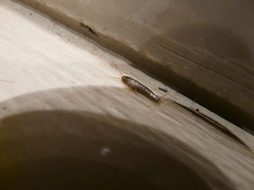 Najczęściej występujące robaki w mieszkaniach. Pełzają w...
