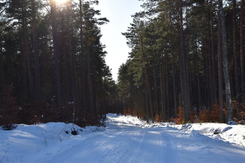 Zimowa panorama powiatu wejherowskiego. Spacer na punkt widokowy w Luzinie| ZDJĘCIA