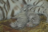 Białe tygrysy w Borysewie. Narodziny kolejnej pary dzikich kotów w Zoo Safari Borysew (ZDJĘCIA)