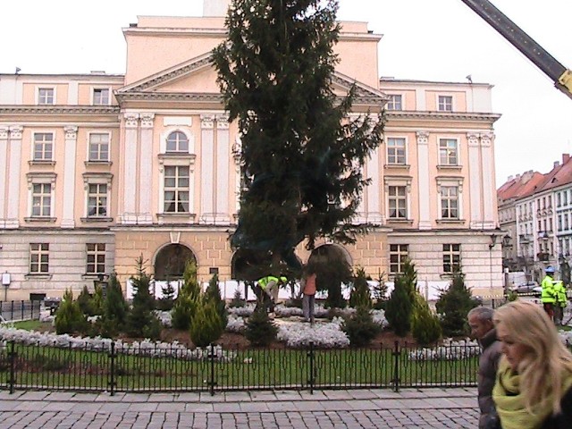 Świąteczna choinka stanęła na Głównym Rynku w Kaliszu