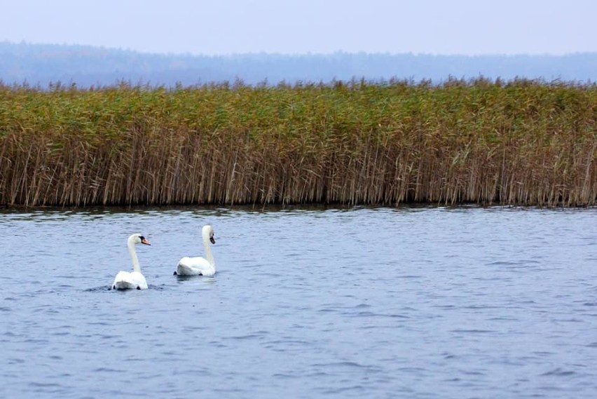 Wigierski Park Narodowy. Policzono ptaki na jeziorze Wigry. Zobacz jakich gatunków jest najwięcej