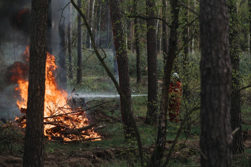 Ćwiczenia taktyczno- bojowe strażaków z powiatu Obornickiego. Symulowany pożar lasu w Obornikach