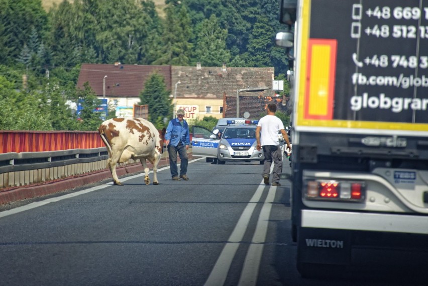 Krowa zablokowała drogę krajową nr 8 w Kłodzku... Ściągała ją policja (ZDJĘCIA)        