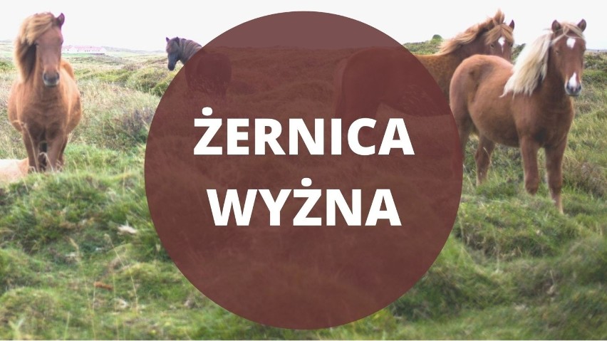 Gmina Baligród, powiat leski. Pierwsza pacyfikacja wsi przez...