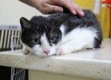 Siedem kotów w schronisku przeżywa dramat po śmierci swojej opiekunki, choć ta zrobiła wszystko, żeby im to ułatwić