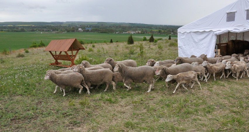 Owce w gminie Hrubieszów