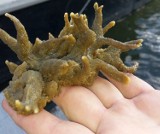 Biologiczna sensacja w wodach Jeziora Goczałkowickiego. Odkryto tu gąbki słodkowodne [ZDJĘCIA]