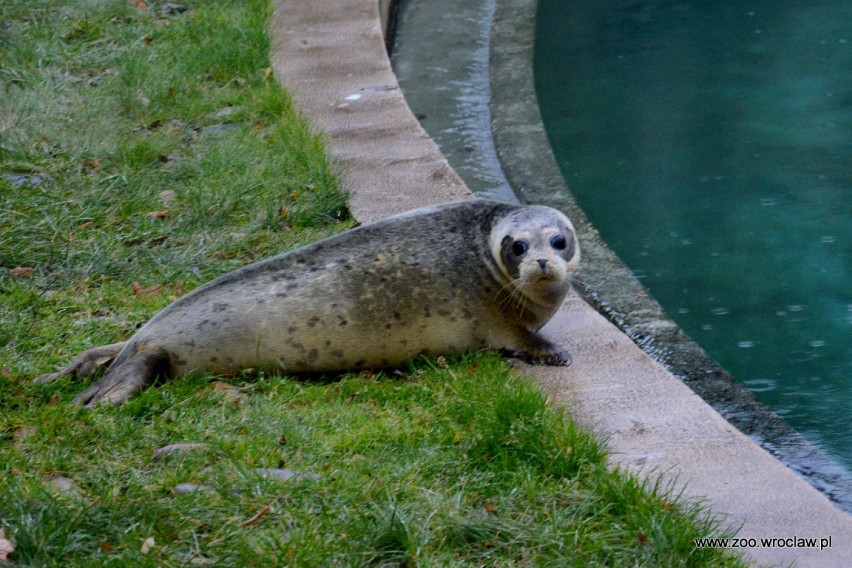 Foki wprowadziły się do wrocławskiego zoo [zdjęcia]