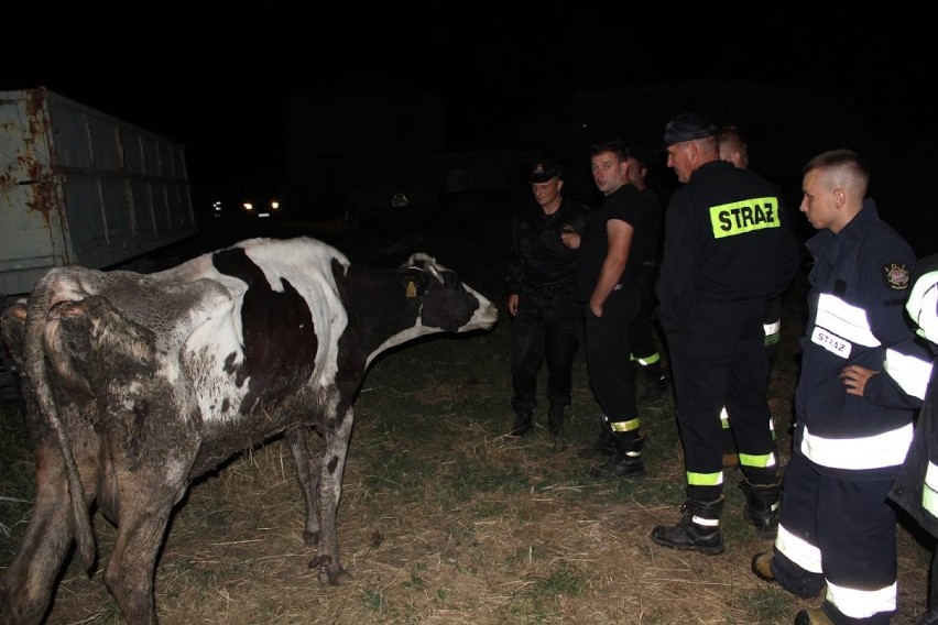 Werbkowice: krowa wpadła do rowu. Policjanci sprawdzają czy...