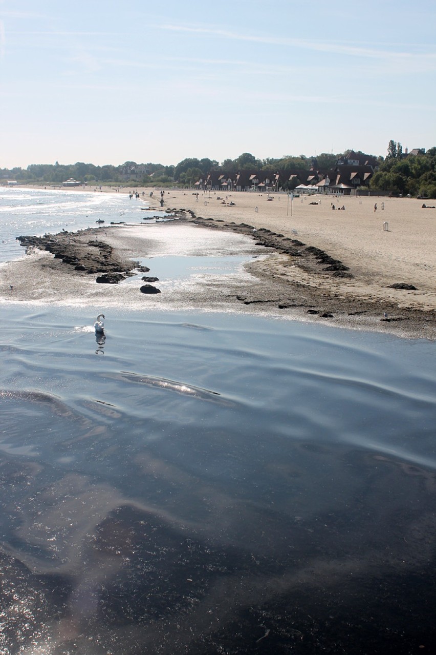 Glony na plaży w Sopocie przeszkadzają mieszkańcom.
