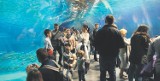 Ruda Śląska jednak nie będzie miała oceanarium. Inwestor wycofał się z planów budowy obiektu [ZDJĘCIA]