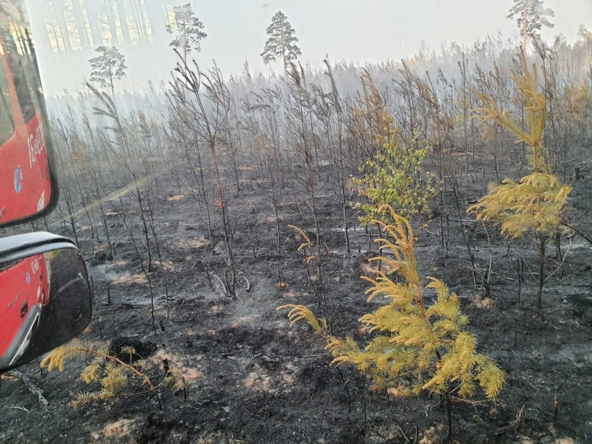 Apokaliptyczny obraz. Spłonęło 80 hektarów lasu w Borach Dolnośląskich