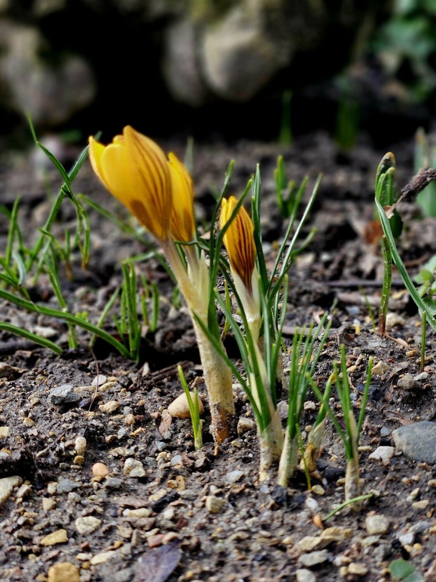 Pierwsze zwiastuny wiosny w przyzamkowym parku w Łańcucie. Zobacz, jak jest już pięknie [ZDJĘCIA]