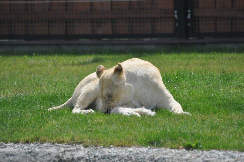 ZOO Safari w Borysewie. Białe lwy zagryzły dwa lwiątka na oczach dzieci ZDJĘCIA