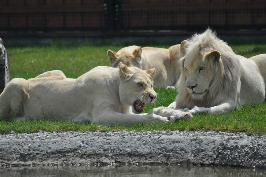 ZOO Safari w Borysewie. Białe lwy zagryzły dwa lwiątka na oczach dzieci ZDJĘCIA