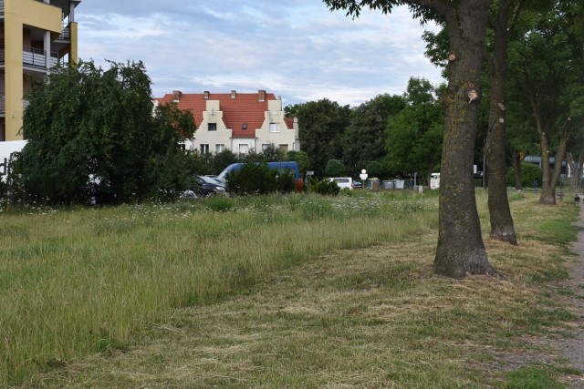W Malborku coraz częściej koszone są tylko fragmenty trawnika, a w głębi zostają dzikie łąki.