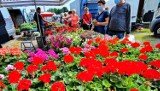 Dzień targowy w Złoczewie pod znakiem kwiatów i truskawek. Handel w tymczasowych miejscach. Trwa modernizacja miejskiego targowiska ZDJĘCIA
