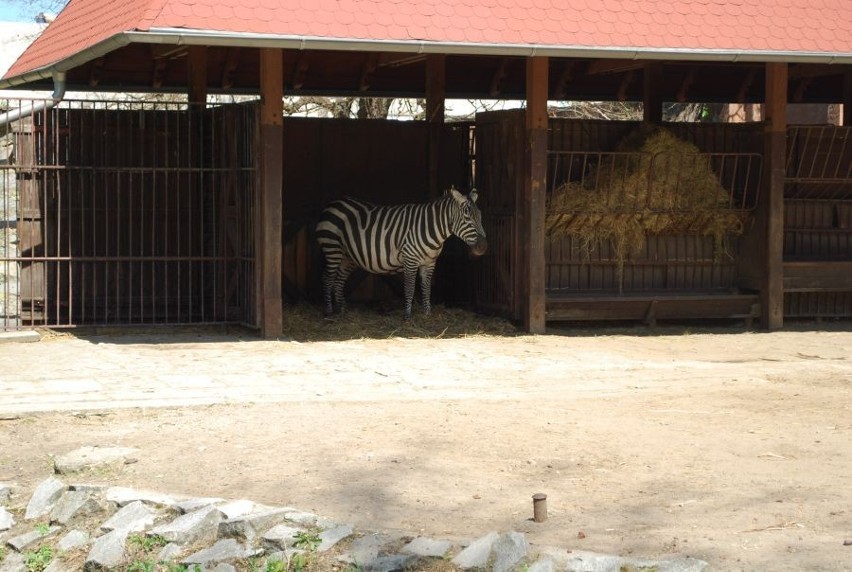 Wrocław: Zebra zebrze nierówna, czyli słów kilka o zebrze bezgrzywej