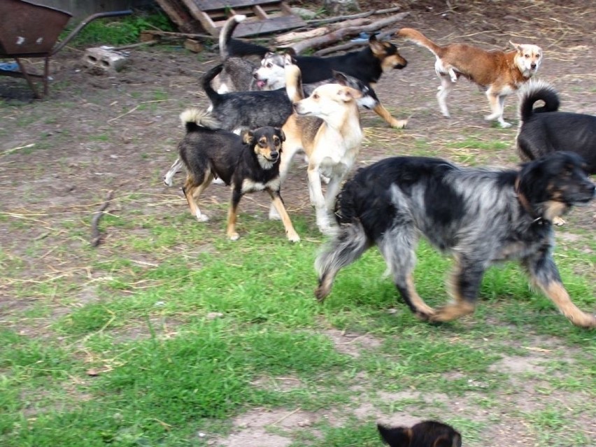 Gromadka psów spod Łasku szuka nowych domów. Którego przygarniecie?