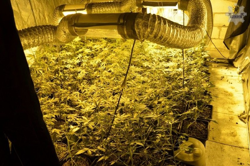 Starogard marihuana: Plantacja w piwnicy