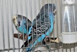 Suwałki: Trwa wystawa kanarków i ptaków egzotycznych [zdjęcia]
