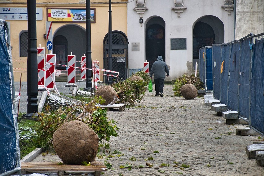 Nowe drzewa w Rynku w Przemyślu.