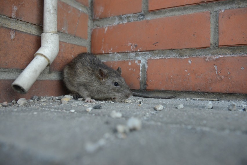 Szczur wydostaje się z kanalizacji, szuka ciepłej nory,  np....