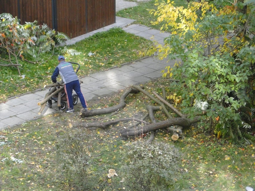 Nie do wiary! Mieszkańcy Radomia błyskawicznie zabrali ścięte w centrum miasta kawałki drzewa. Zobaczcie zdjęcia 