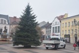 Na rynku w Rybniku stanęła świąteczna choinka. To 9-metrowy świerk. Wkrótce zostanie ozdobiony -- zobacz ZDJĘCIA