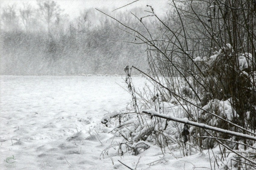 Pierwszy śnieg na łąkachFot. Artur Hampel