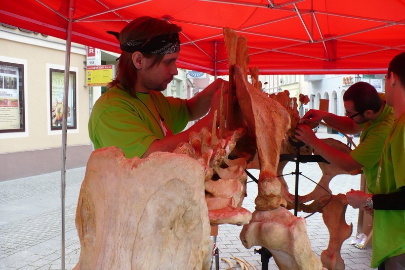 Festiwal Nauki w Zielonej Górze. 3 czerwca 2012