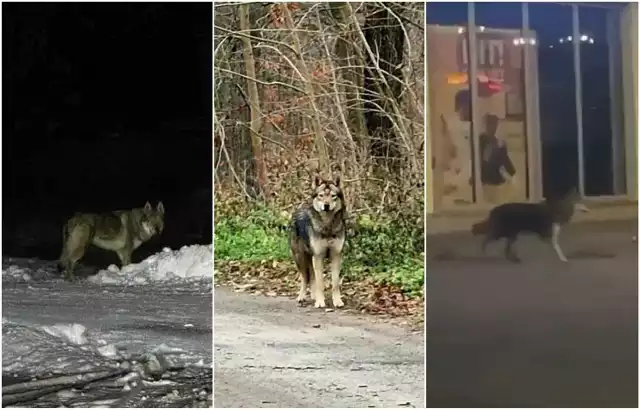 Wilki pod domami, blokami i placami zabaw. Mieszkańcy pokazują nagrania.