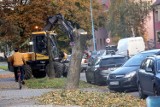 Rozpoczęła się wycinka drzew na ulicy Okrężnej w Legnicy, trwa budowa drogi zbiorczej