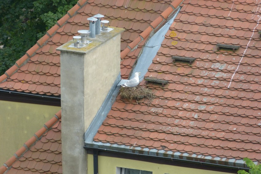 Problem, który spada ludziom na głowy z nieba... a raczej z dachów