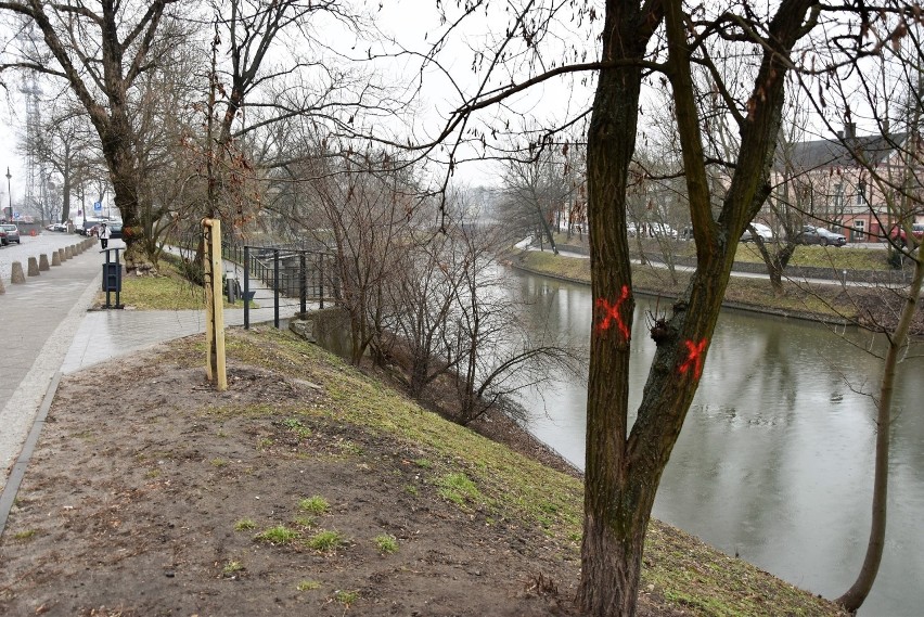 Drzewa oznakowane nad Młynówką. Ratusz podkreśla, że nie są...