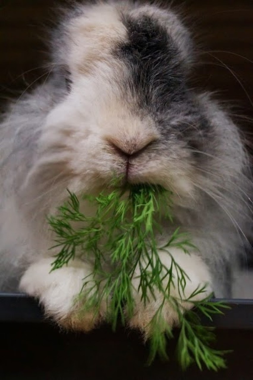 Zakochaj się w uszach po uszy! Dzień Otwarty w Azylu dla królików