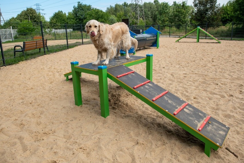 W Łodzi powstał nowy park rozrywki dla czworonogów. Psy mogą się wyszaleć i wybiegać za wszystkie czasy