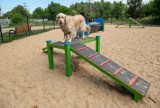 W Łodzi powstał nowy park rozrywki dla czworonogów. Psy mogą się wyszaleć i wybiegać za wszystkie czasy