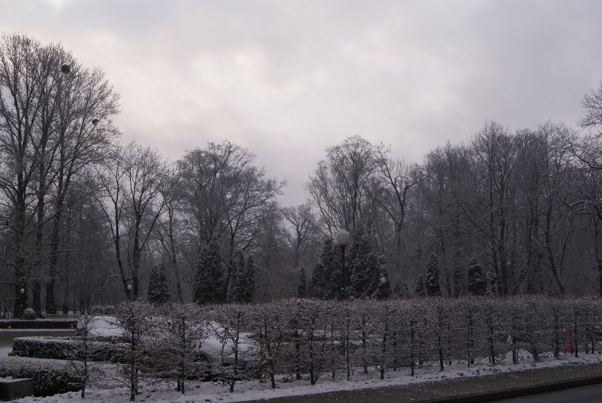 Park miejski w Kaliszu w zimowej odsłonie