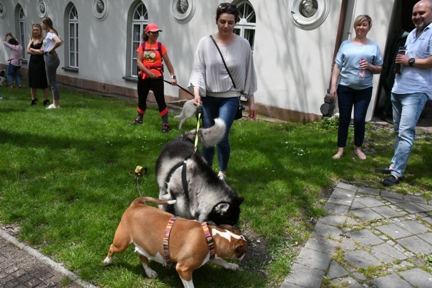 W Kielcach trwa dzień psiarza. Dużo atrakcji dla psów i ich właścicieli