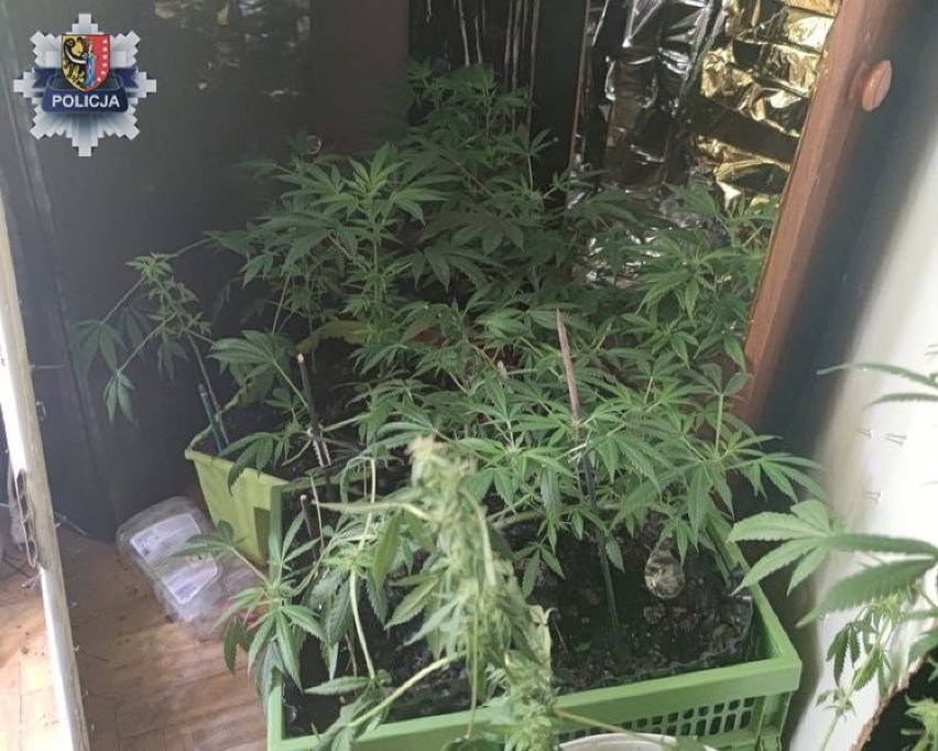 Policjanci zlikwidowali domową uprawę marihuany