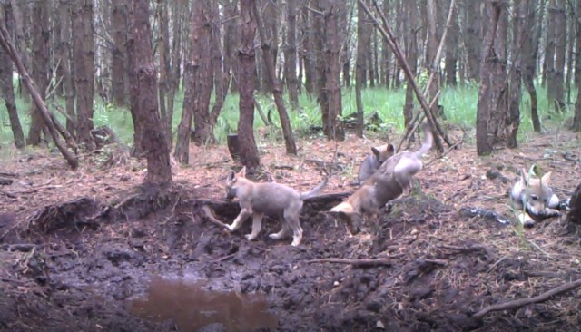 Fotopułapka zamontowana we Wdeckim Parku Krajobrazowym zarejestrowała nietypową scenę: cztery młode wilki bawiące się wprost przed okiem kamery. Zobaczcie, jak zachowują się te piękne zwierzęta. Młode wilki z pewnością skradną Wasze serca!




Autor: Piotr Szumigaj