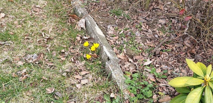 Wiosna w Żorach na zdjęciach internautów