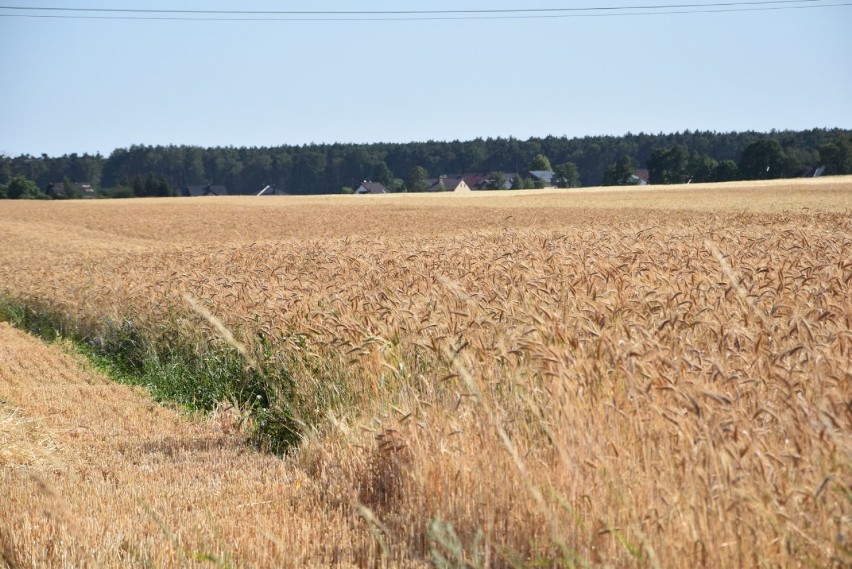 Susza w Wielkopolsce: Najtrudniejsza sytuacja jest w naszych powiatach! 