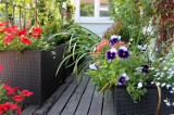 Na balkonie warto mieć kwiaty, które nie śmiecą! Zobacz, jakie rośliny posadzić, a których unikać w pojemnikach na balkonie lub tarasie