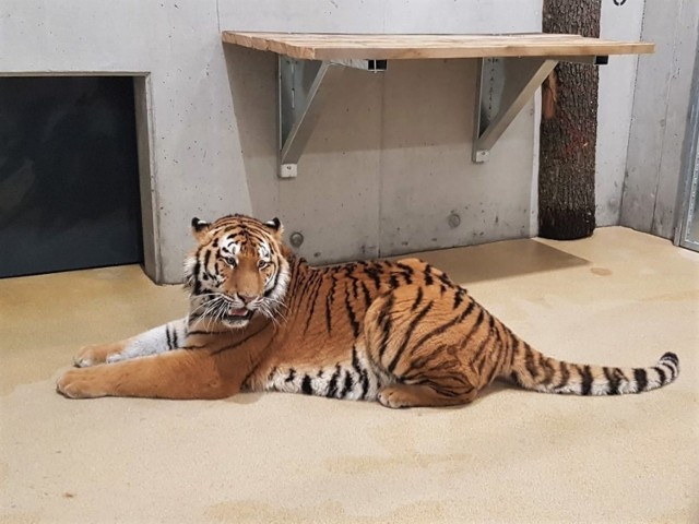 Tygrys przyjechał do ogrodu zoologicznego w Opolu! Kiedy pojawi się na wybiegu?