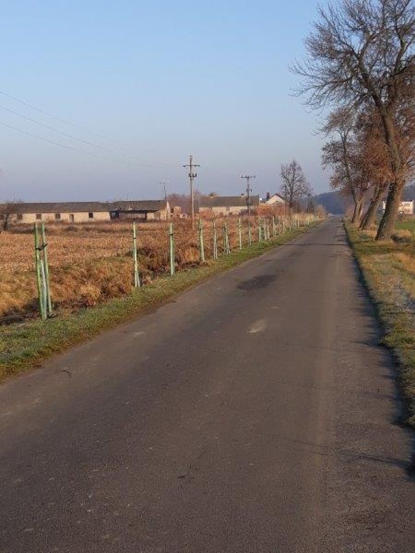 Gmina Czermin. Drzewa miododajne posadzono wzdłuż dróg w trzech miejscowościach