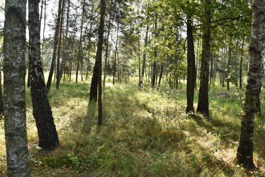 Kompleks wypoczynkowy przy Chechle wystawiony na sprzedaż